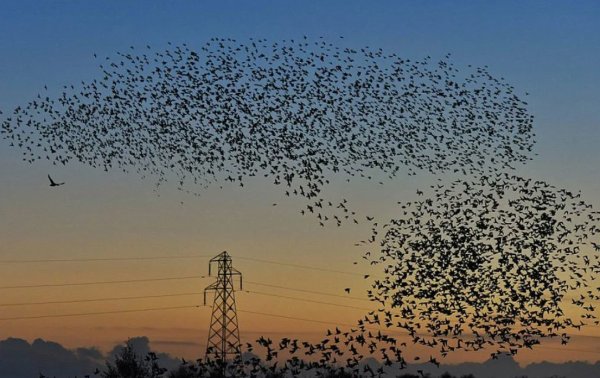 Миграция Скворцов