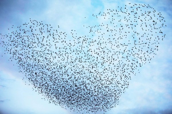 Миграция Скворцов