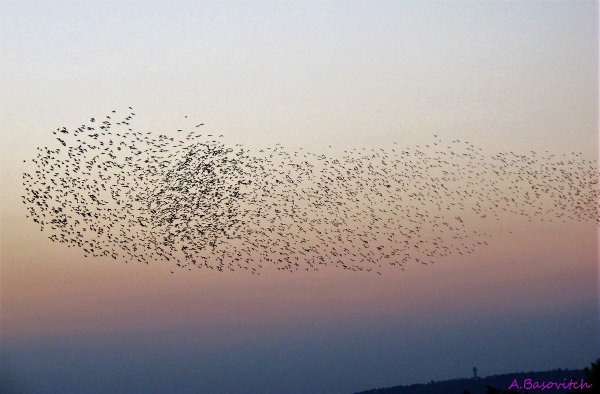 Скучечная стая Скворцов