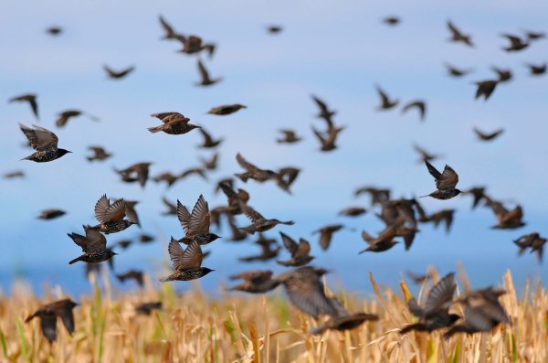 Стая Кобчиков