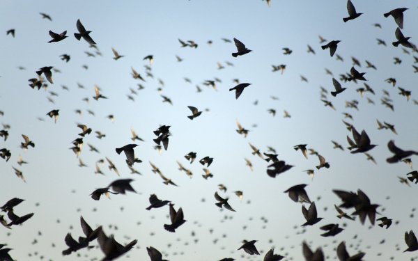 Стайка птиц взлетает
