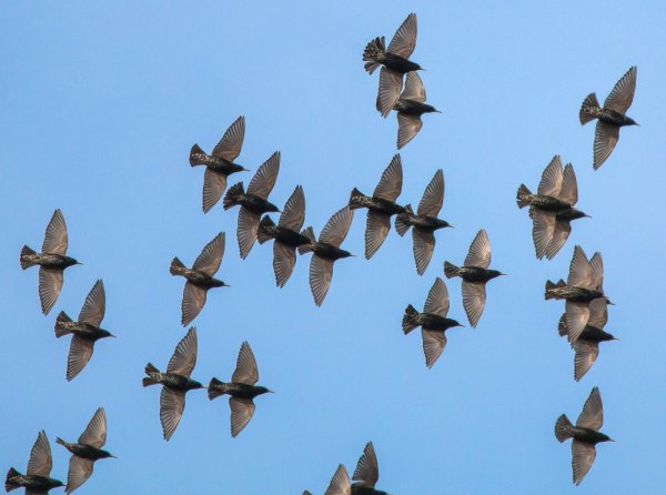 Стайка Скворцов