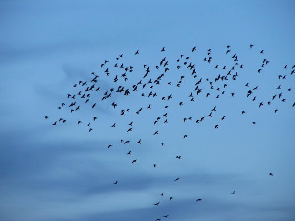 Стайка птиц