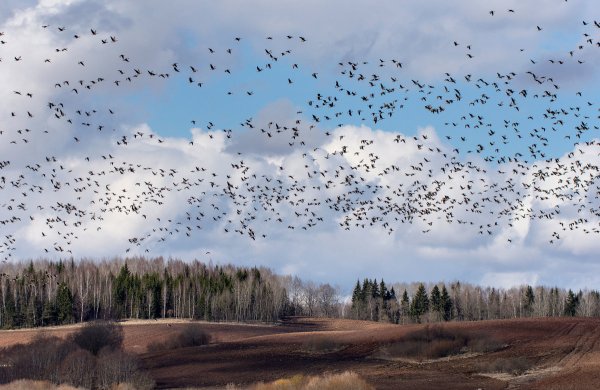 Весна птицы прилетели