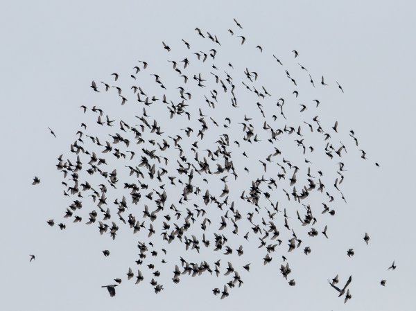 Миграция Скворцов