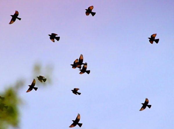 Скворцы улетают