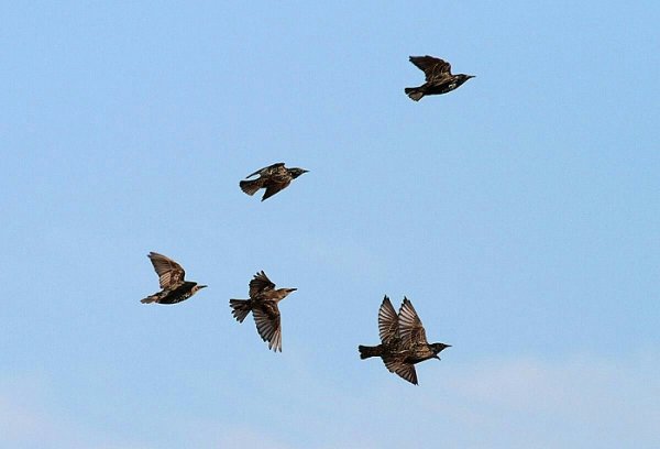 Скворцы улетают на Юг