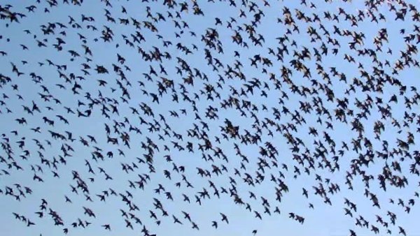 Отлет Скворцов