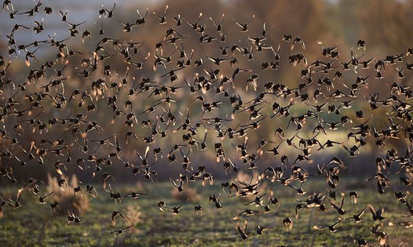 Скворцы в Америке