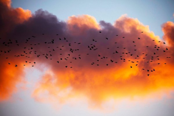 Миграция Скворцов