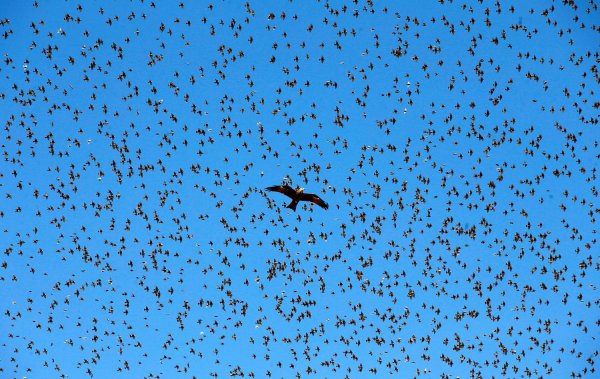 Скучечная стая Скворцов
