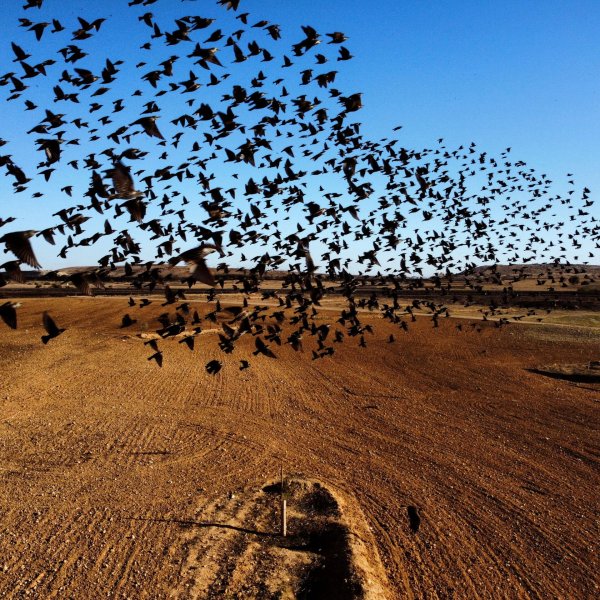 Миграция Скворцов