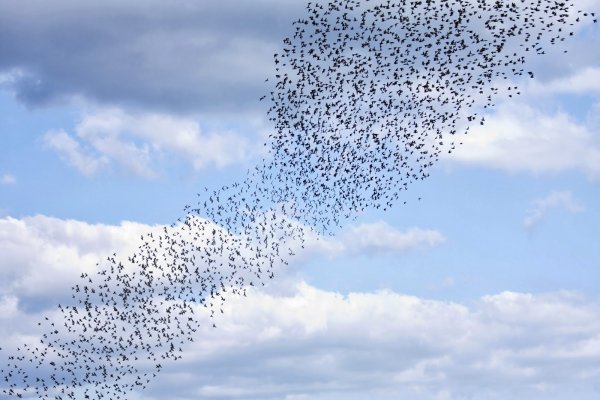 Гнус в воздухе