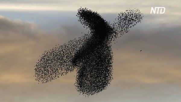 Мурмурация – «танец Скворцов»