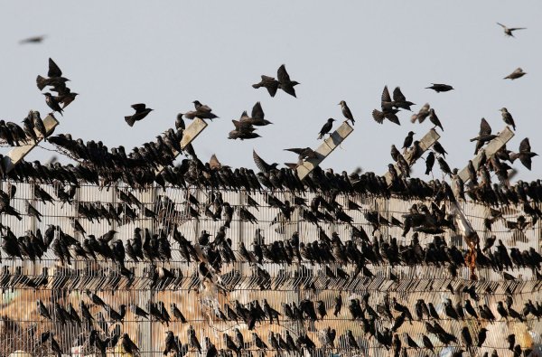 Миграция Скворцов