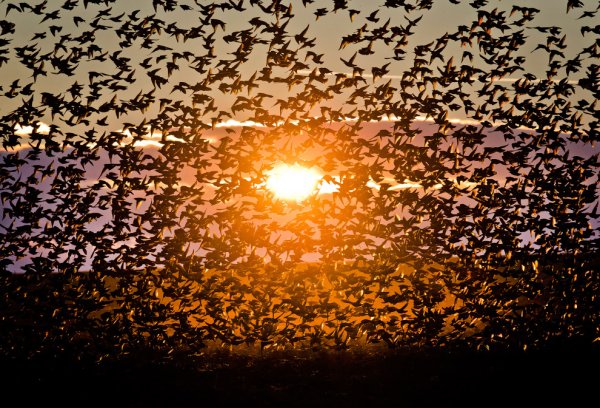 Огромная стая птиц