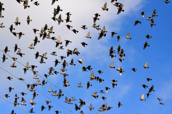 Стая перелетных птиц