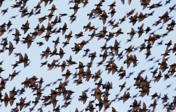 Стаи летящих птиц для детей