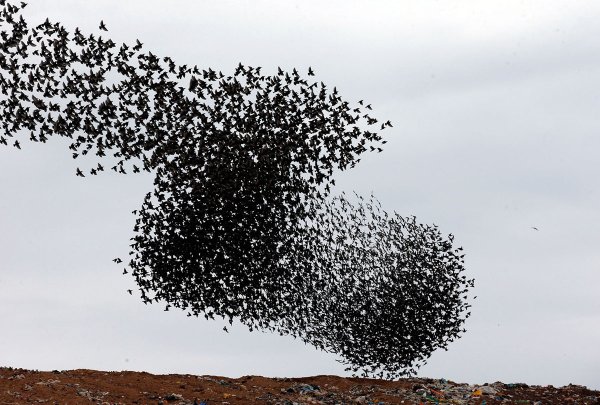 Мурмурация ворон