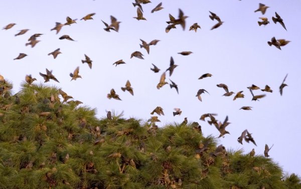 Скворцы перелетают