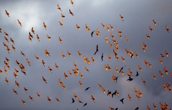 Стая птиц осенью