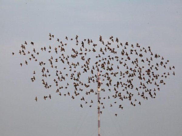 Стая мелких птиц