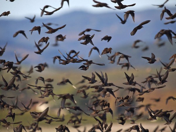 Мигрирующие птицы