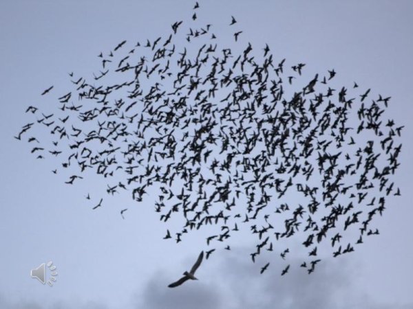 Грачи стая в полете