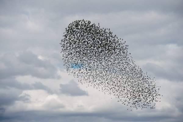 Скворцы летают стаями