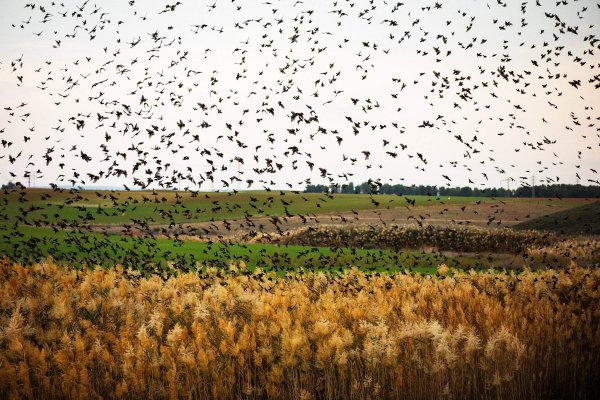 Скворцы стая