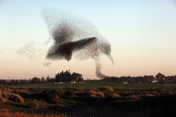 Мурмурация – «танец Скворцов»