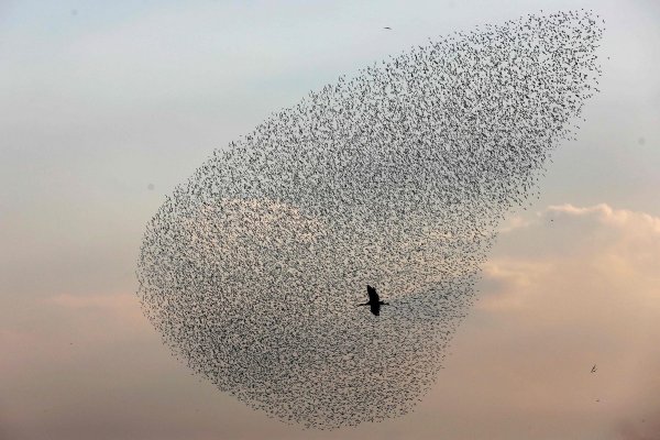 Стая птиц в небе