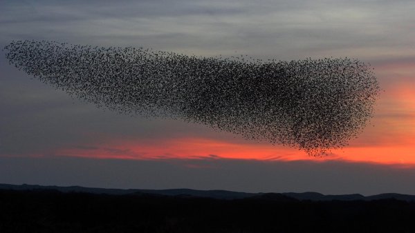 Стаи птиц мурмурация