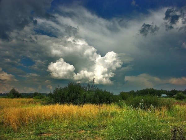 Лес перед грозой