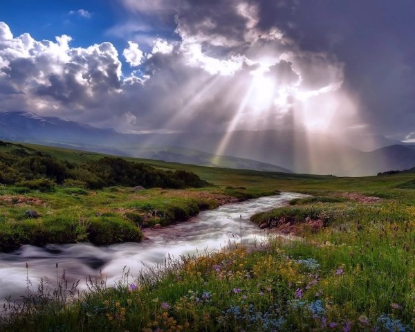 Лес перед грозой