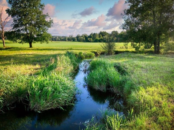 Ручей на лугу