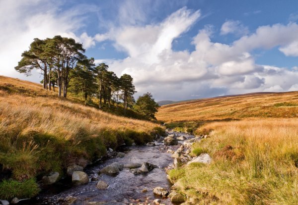 Природа Англии Холт ручей