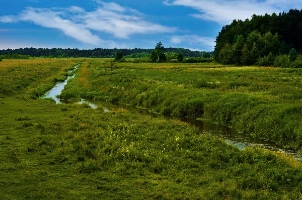 Луга тропа лес ручей