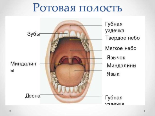 Строение ротовой полости сбоку