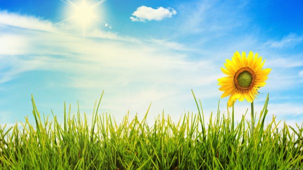 Солнце летом