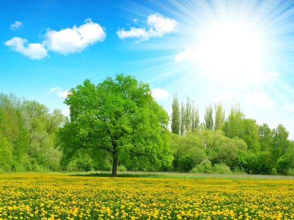 Солнце луг небо