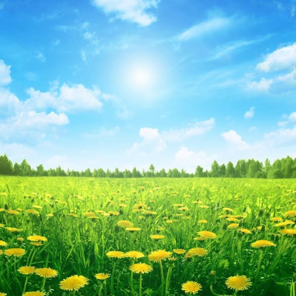 Одуванчик на солнце