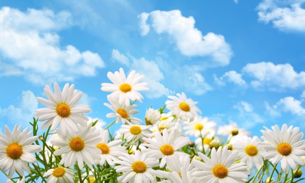 Ромашки на голубом небе
