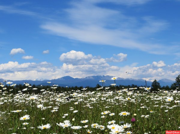 Поле ромашек