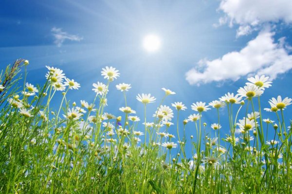 Ромашки на голубом небе