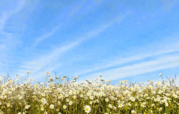 Луг с белыми цветами