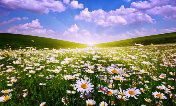 Летнее поле