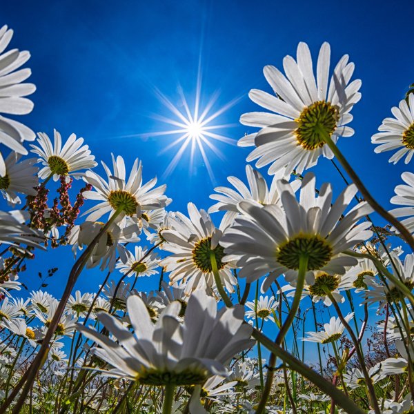 Ромашки на голубом небе