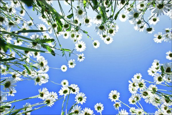 Ромашки на фоне голубого неба