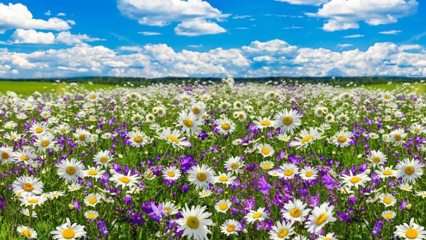 Поле ромашек